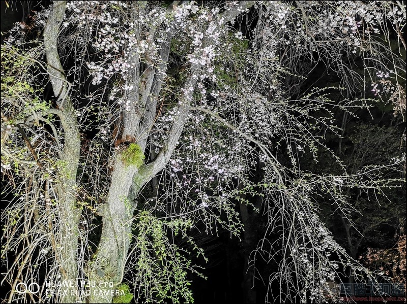 HUAWEI P30 Pro 京都大阪賞櫻隨手拍 - 33 HUAWEI P30 Pro 京都大阪賞櫻隨手拍 - 33