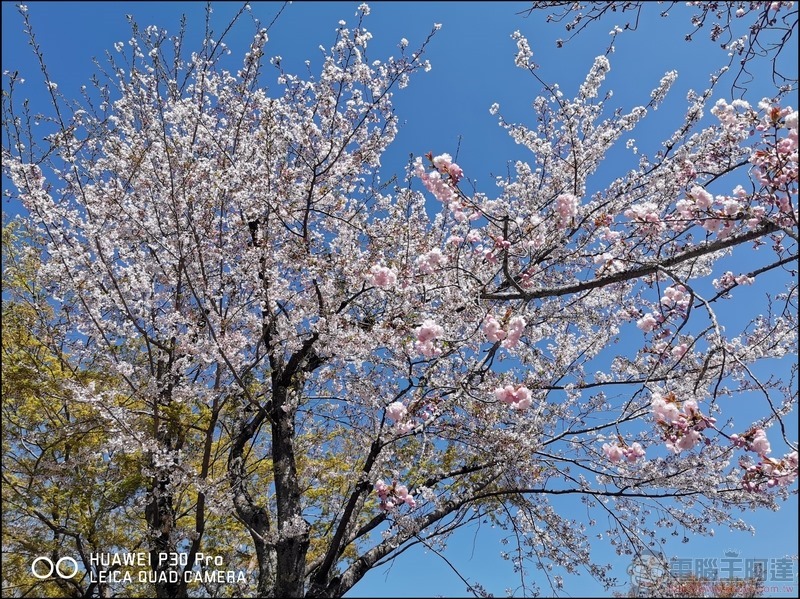 HUAWEI P30 Pro 京都大阪賞櫻隨手拍 - 44 HUAWEI P30 Pro 京都大阪賞櫻隨手拍 - 44