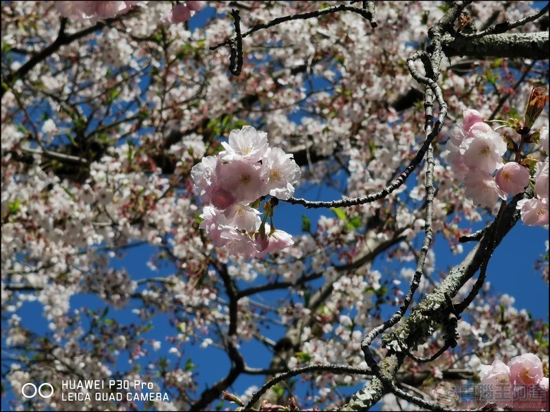 HUAWEI P30 Pro 京都大阪賞櫻隨手拍 - 45 HUAWEI P30 Pro 京都大阪賞櫻隨手拍 - 45