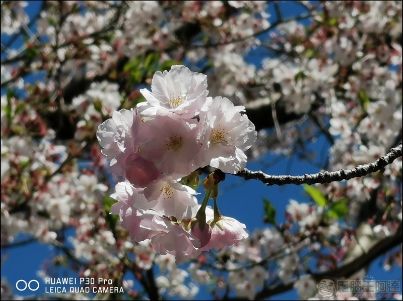 HUAWEI P30 Pro 京都大阪賞櫻隨手拍 - 46 HUAWEI P30 Pro 京都大阪賞櫻隨手拍 - 46
