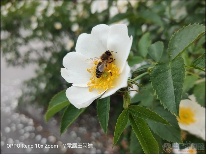 OPPO Reno 10倍變焦版 拍照樣張 - 020 OPPO Reno 10倍變焦版 拍照樣張 - 020