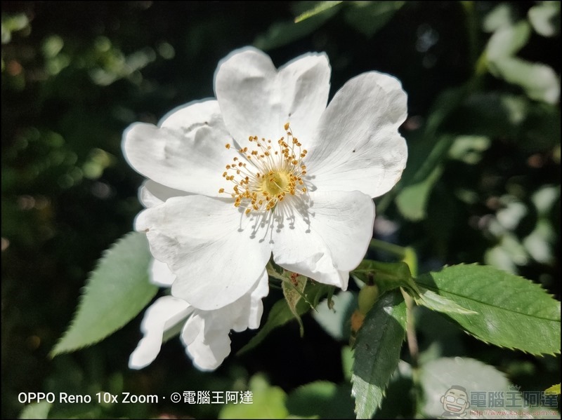 OPPO Reno 10倍變焦版 拍照樣張 - 024 OPPO Reno 10倍變焦版 拍照樣張 - 024