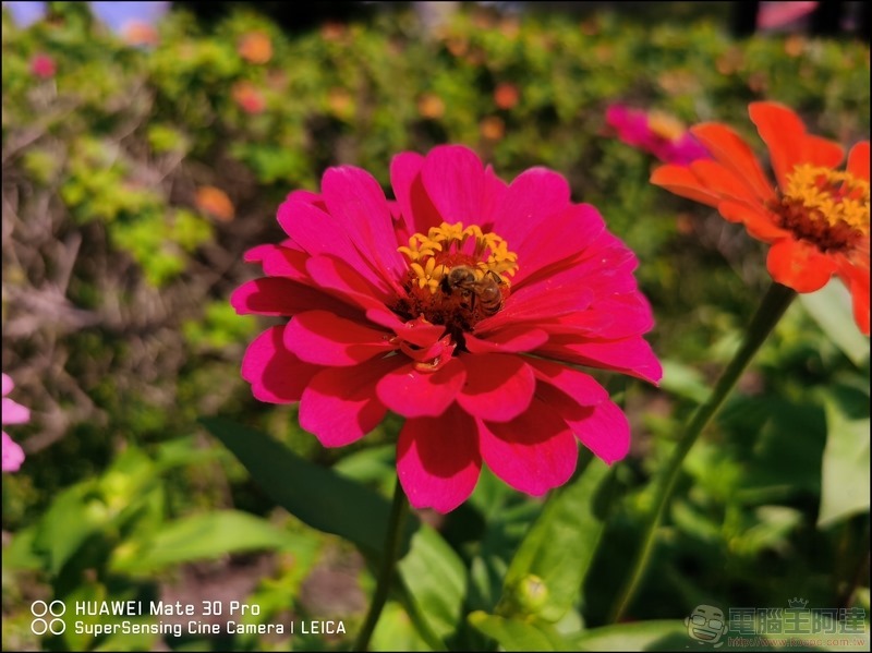 HUAWEI Mate 30 Pro 拍攝樣張 - 35 HUAWEI Mate 30 Pro 拍攝樣張 - 35