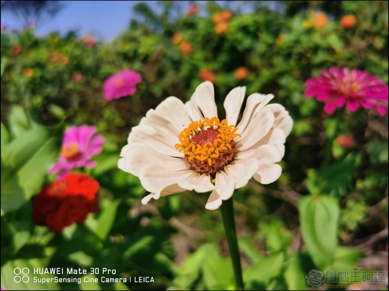 HUAWEI Mate 30 Pro 拍攝樣張 - 37 HUAWEI Mate 30 Pro 拍攝樣張 - 37