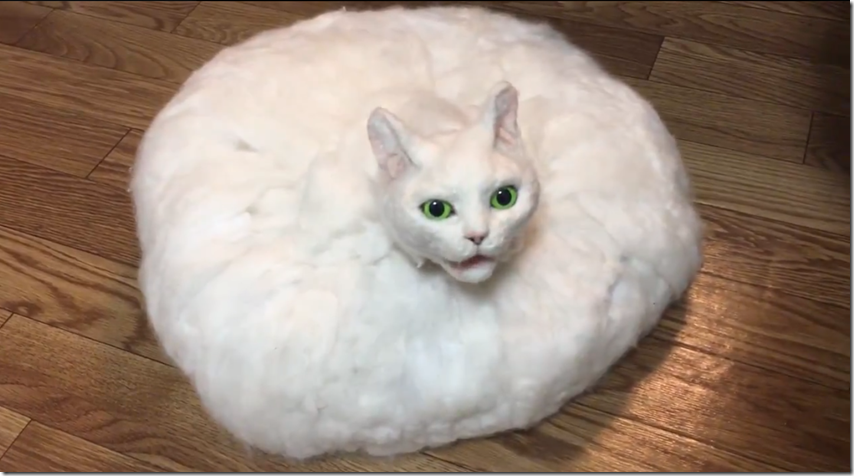 2021-02-24 20_15_11-人工猫ウ -ArtificialCat- 在 Twitter 上:_呼んだら来てくれた #猫の日 #ねこの日 #バルンさん #世界一癒されない猫カフェ http 2021-02-24 20_15_11-人工猫ウ -ArtificialCat- 在 Twitter 上:_呼んだら来てくれた #猫の日 #ねこの日 #バルンさん #世界一癒されない猫カフェ http