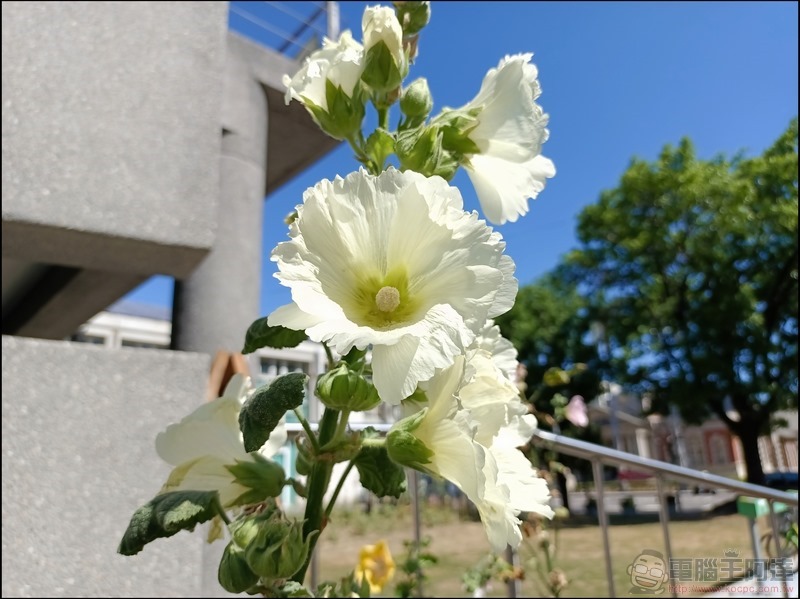 vivo V21 5G 拍攝樣張 - 13 vivo V21 5G 拍攝樣張 - 13