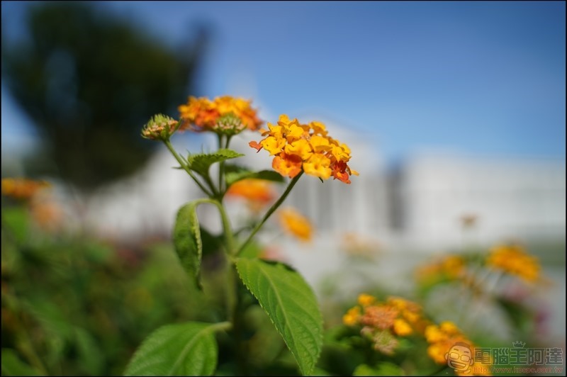 Sony A7C 實拍樣張 (15) Sony A7C 實拍樣張 (15)