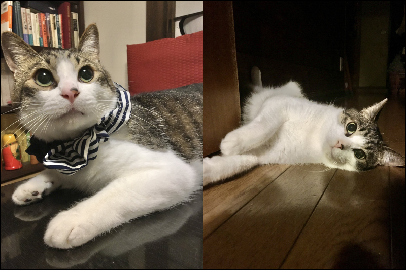 日本網友收集貓毛做成假髮，遠看髮量濃密且髮型超蓬鬆 - 電腦王阿達