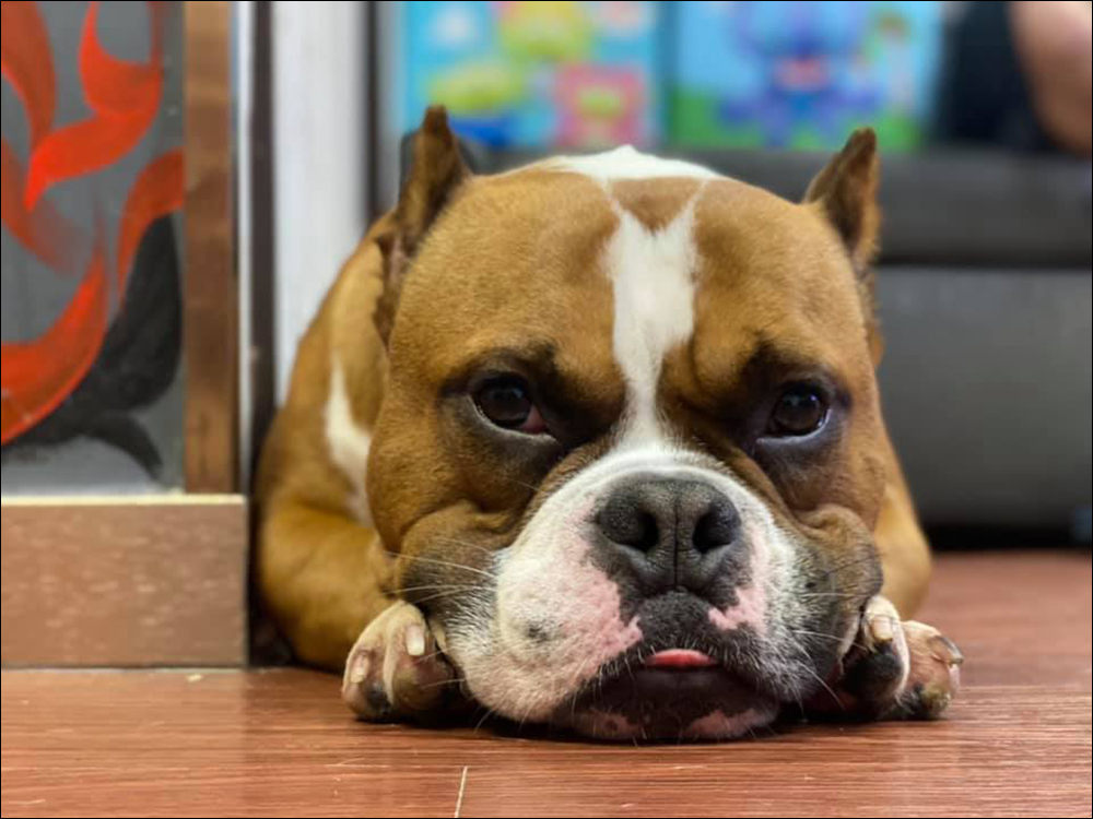 釣客釣到 iPhone ,手機泡 2 個月安然無恙,透過愛犬的桌布尋找到失主 - 電腦王阿達 釣客釣到 iPhone ,手機泡 2 個月安然無恙,透過愛犬的桌布尋找到失主 - 電腦王阿達