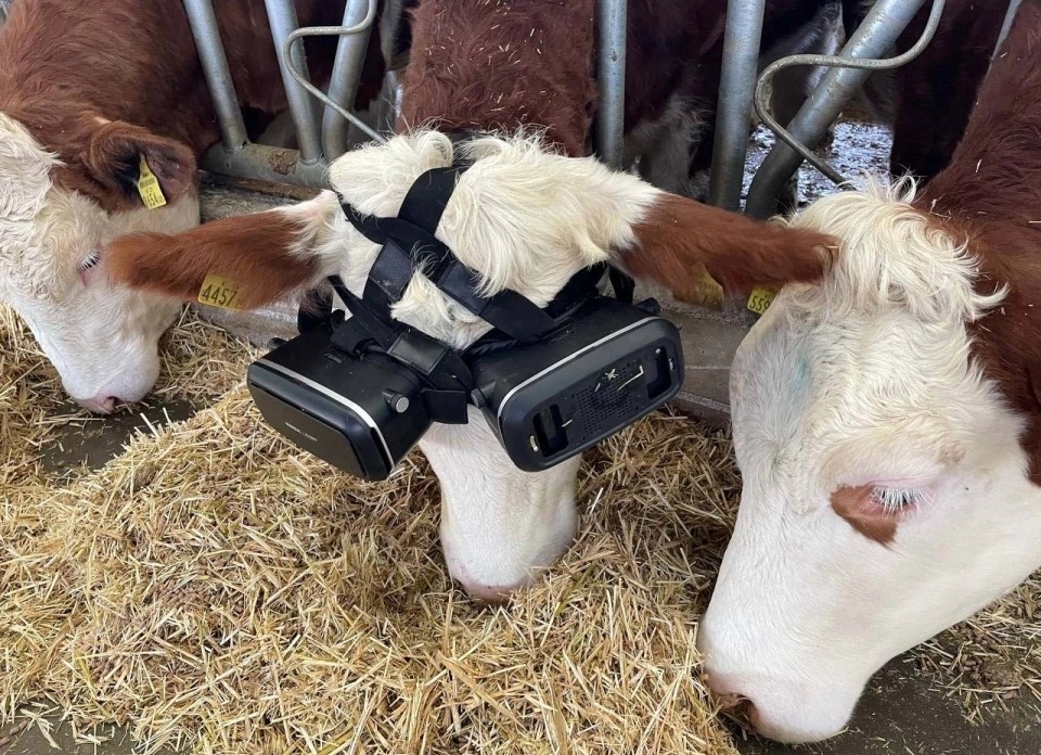 土耳其農場主實驗發現讓乳牛戴上 VR 頭戴裝置能夠提高牛乳產量 - 電腦王阿達