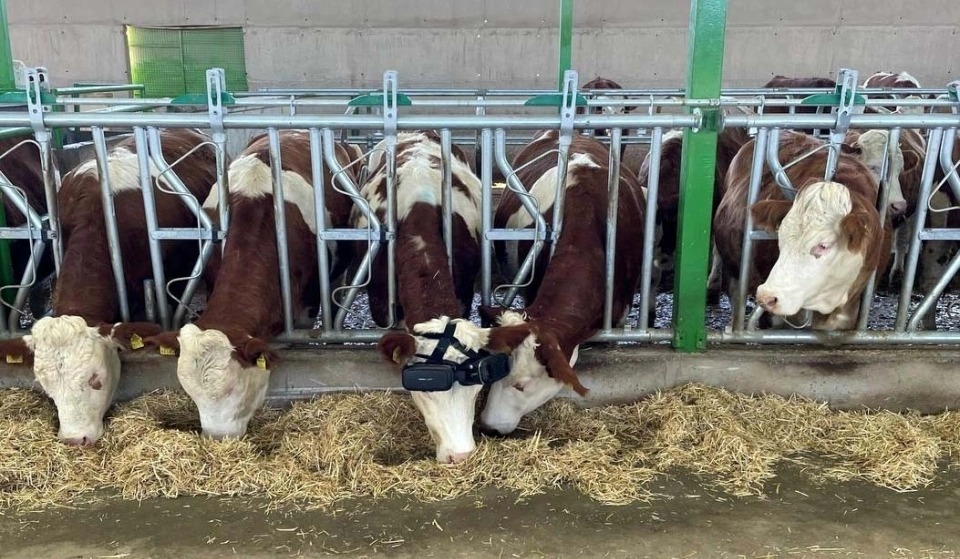 土耳其農場主實驗發現讓乳牛戴上 VR 頭戴裝置能夠提高牛乳產量 - 電腦王阿達