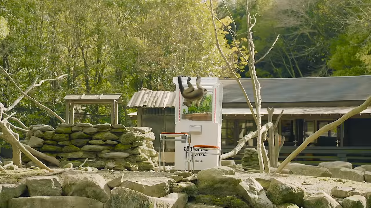 日本長崎 Bio Park 生態動物園成功讓一群猴子學會怎麼玩夾娃娃機 - 電腦王阿達