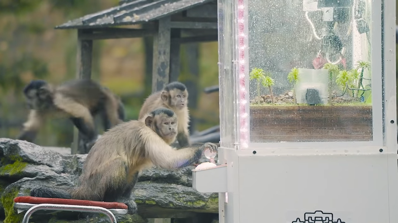 日本長崎 Bio Park 生態動物園成功讓一群猴子學會怎麼玩夾娃娃機 - 電腦王阿達