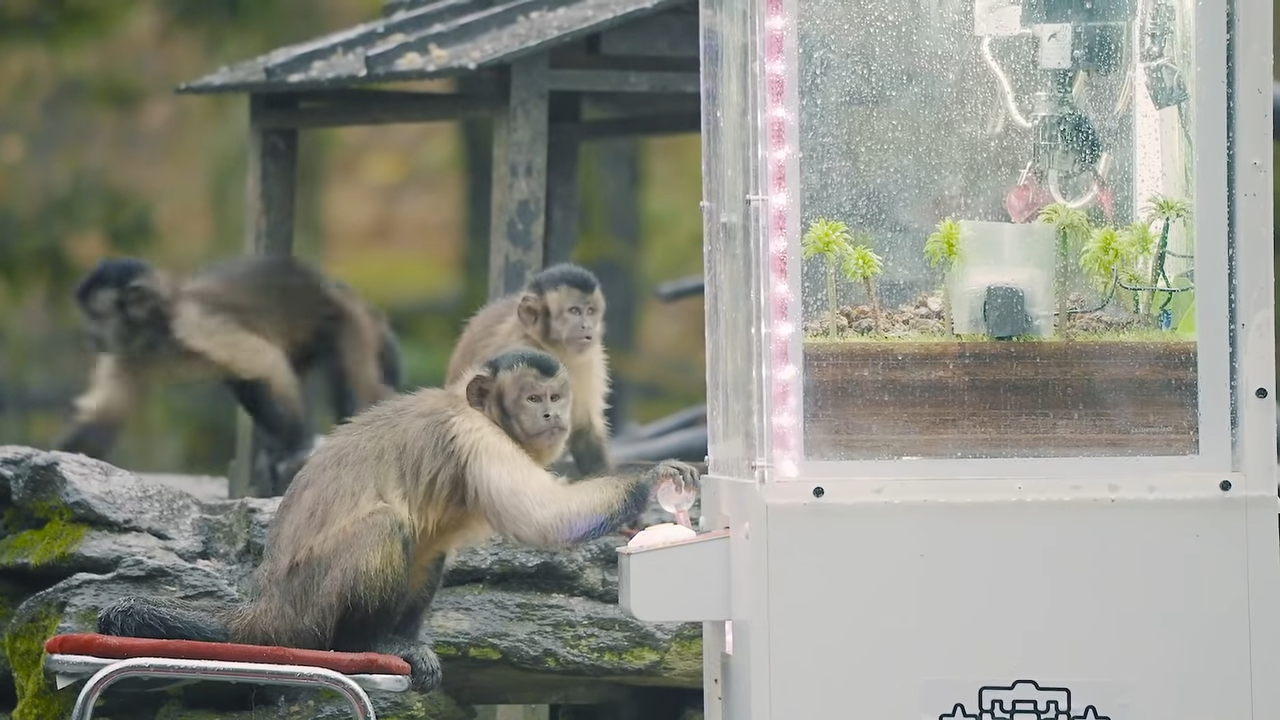 日本長崎 Bio Park 生態動物園成功讓一群猴子學會怎麼玩夾娃娃機 - 電腦王阿達 日本長崎 Bio Park 生態動物園成功讓一群猴子學會怎麼玩夾娃娃機 - 電腦王阿達