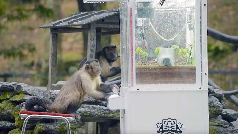 日本長崎 Bio Park 生態動物園成功讓一群猴子學會怎麼玩夾娃娃機 - 電腦王阿達 日本長崎 Bio Park 生態動物園成功讓一群猴子學會怎麼玩夾娃娃機 - 電腦王阿達