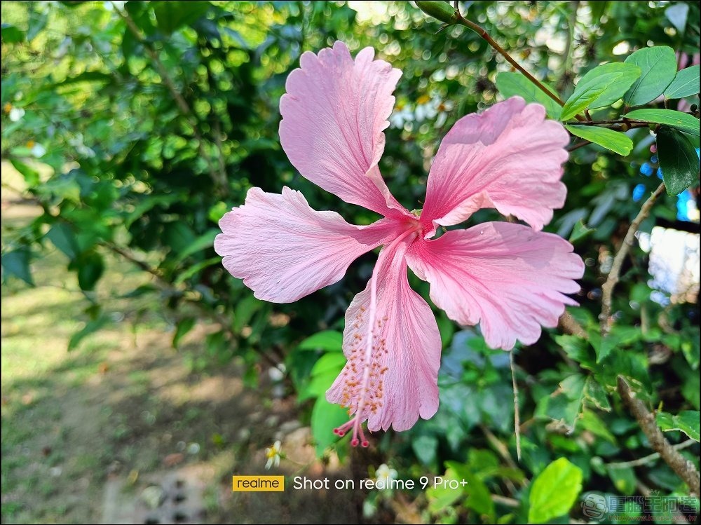 realme 9 Pro 拍照樣張 - 11 realme 9 Pro 拍照樣張 - 11
