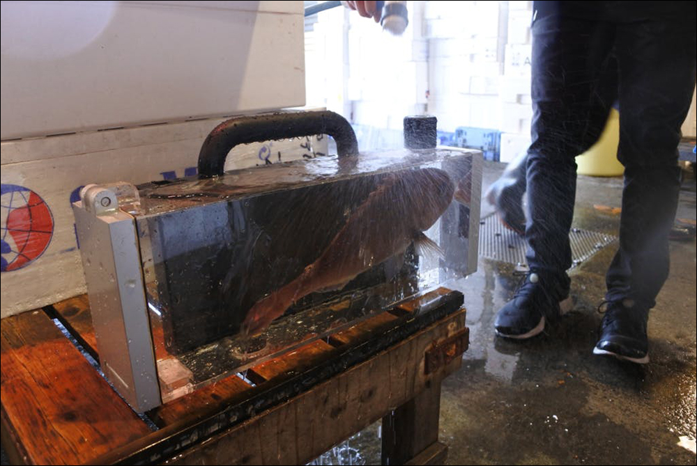 帶著魚孩子出門逛街?!日本推出「活魚BAG」提包,要價約 56.98 萬日圓 - 電腦王阿達 帶著魚孩子出門逛街?!日本推出「活魚BAG」提包,要價約 56.98 萬日圓 - 電腦王阿達