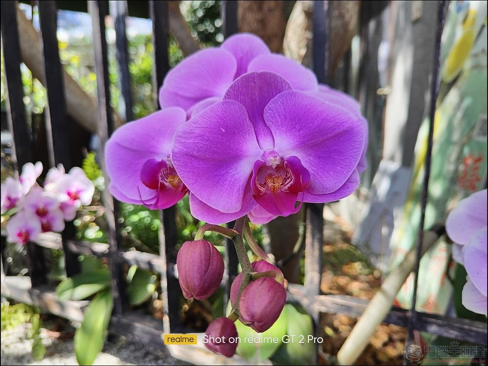 realme GT2 Pro 拍攝樣張 - 15 realme GT2 Pro 拍攝樣張 - 15