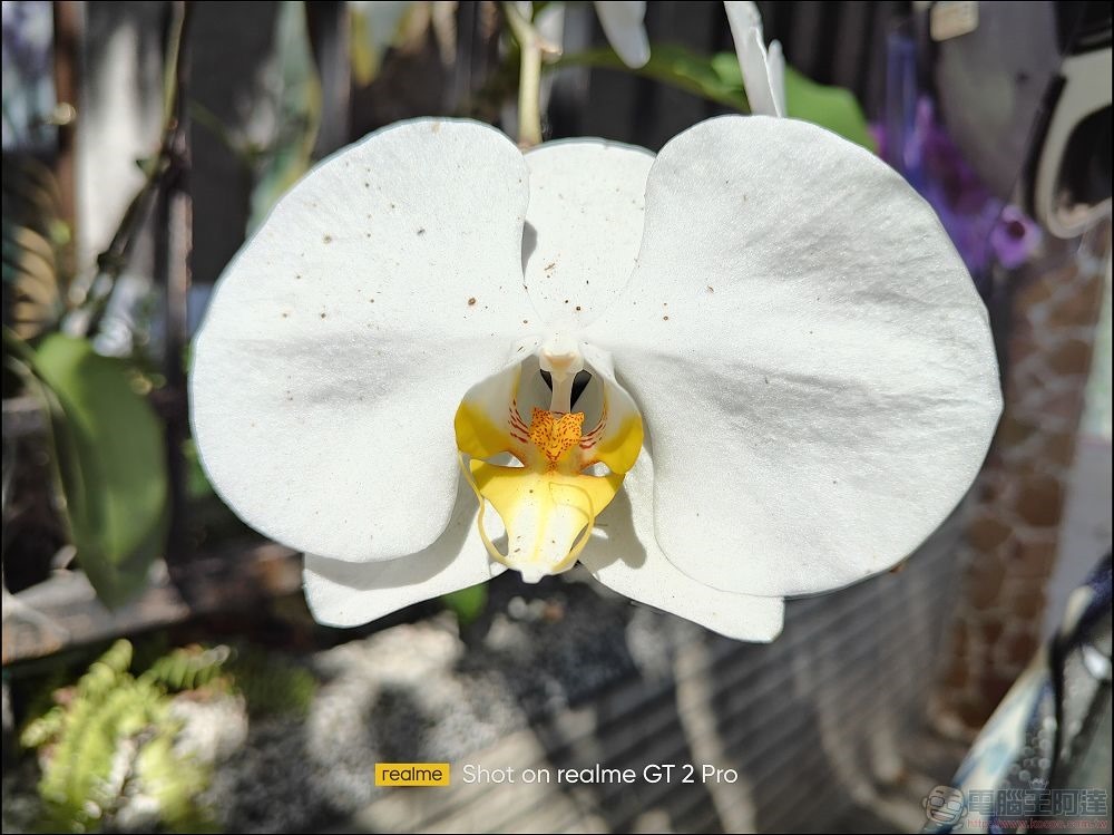 realme GT2 Pro 拍攝樣張 - 16 realme GT2 Pro 拍攝樣張 - 16