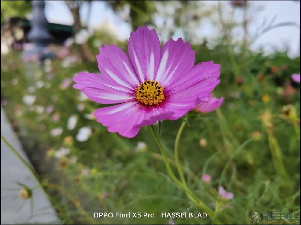OPPO Find X5 Pro 5G 拍照樣張 - 17 OPPO Find X5 Pro 5G 拍照樣張 - 17