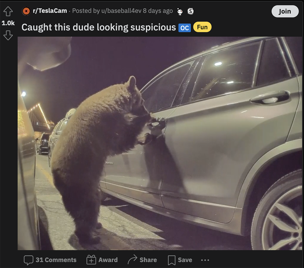 Tesla 哨兵模式拍到可愛熊熊，但牠居然在開隔壁車的門... - 電腦王阿達