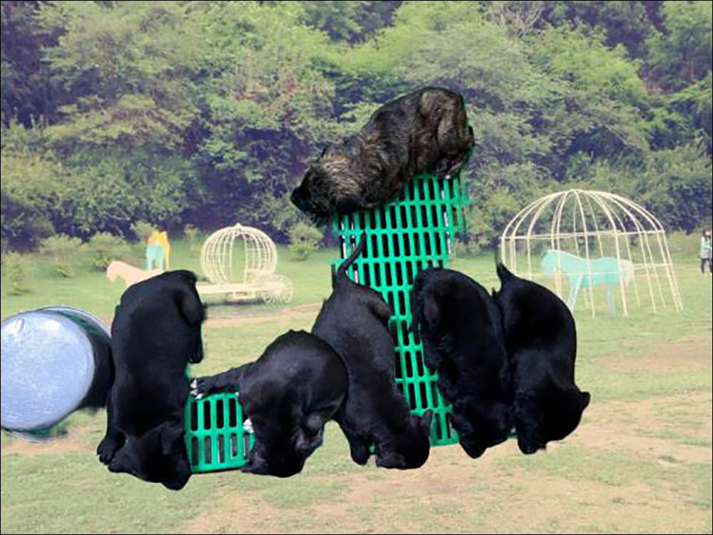臺東縣動物收容中心製作一系列去背、加上情境背景的毛小孩認養照，網友表示：笑死XD - 電腦王阿達