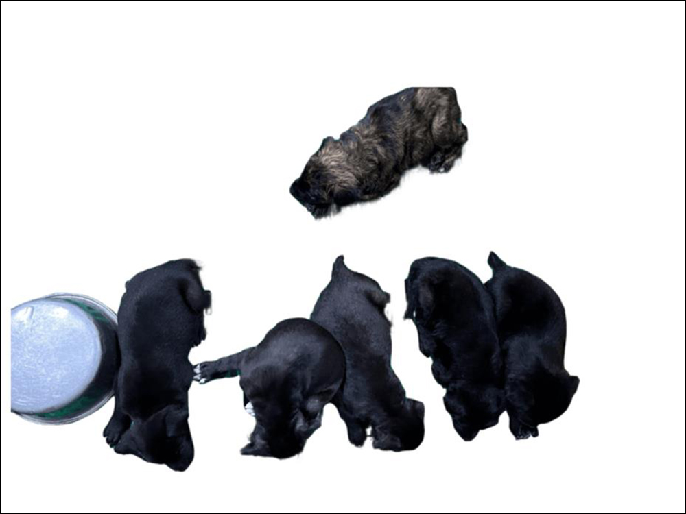 臺東縣動物收容中心製作一系列去背、加上情境背景的毛小孩認養照,網友表示:笑死XD - 電腦王阿達 臺東縣動物收容中心製作一系列去背、加上情境背景的毛小孩認養照,網友表示:笑死XD - 電腦王阿達