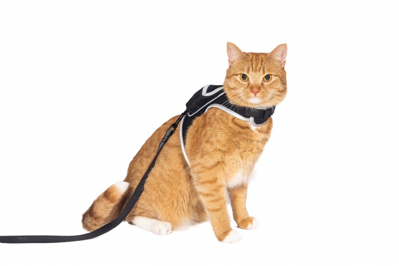 浪貓冒險遊戲《Stray》與寵物用品公司合作打造獨家後背包與胸背袋 - 電腦王阿達