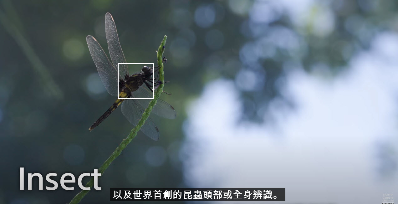 Sony 正式發表單眼相機「α7R V」 8K Sample Video同步公開 - 電腦王阿達 Sony 正式發表單眼相機「α7R V」 8K Sample Video同步公開 - 電腦王阿達