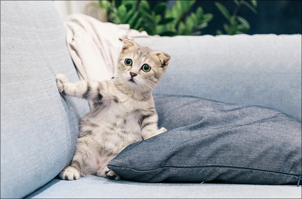 CatGPT AI 聊天機器人! 1 款喵星人版本的 AI 聊天工具,今天也「Meow」了嗎? - 電腦王阿達 CatGPT AI 聊天機器人! 1 款喵星人版本的 AI 聊天工具,今天也「Meow」了嗎? - 電腦王阿達