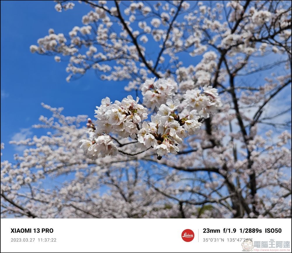 Xiaomi 13 Pro 櫻花拍攝樣張 - 09 Xiaomi 13 Pro 櫻花拍攝樣張 - 09