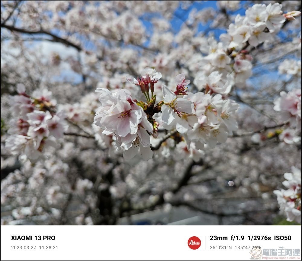 Xiaomi 13 Pro 櫻花拍攝樣張 - 10 Xiaomi 13 Pro 櫻花拍攝樣張 - 10