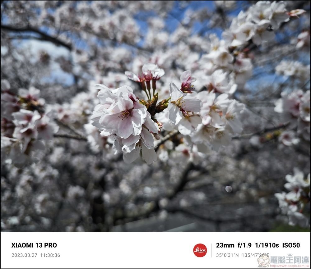 Xiaomi 13 Pro 櫻花拍攝樣張 - 12 Xiaomi 13 Pro 櫻花拍攝樣張 - 12