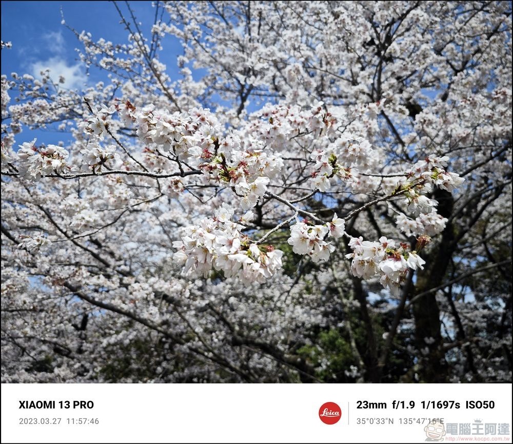Xiaomi 13 Pro 櫻花拍攝樣張 - 14 Xiaomi 13 Pro 櫻花拍攝樣張 - 14