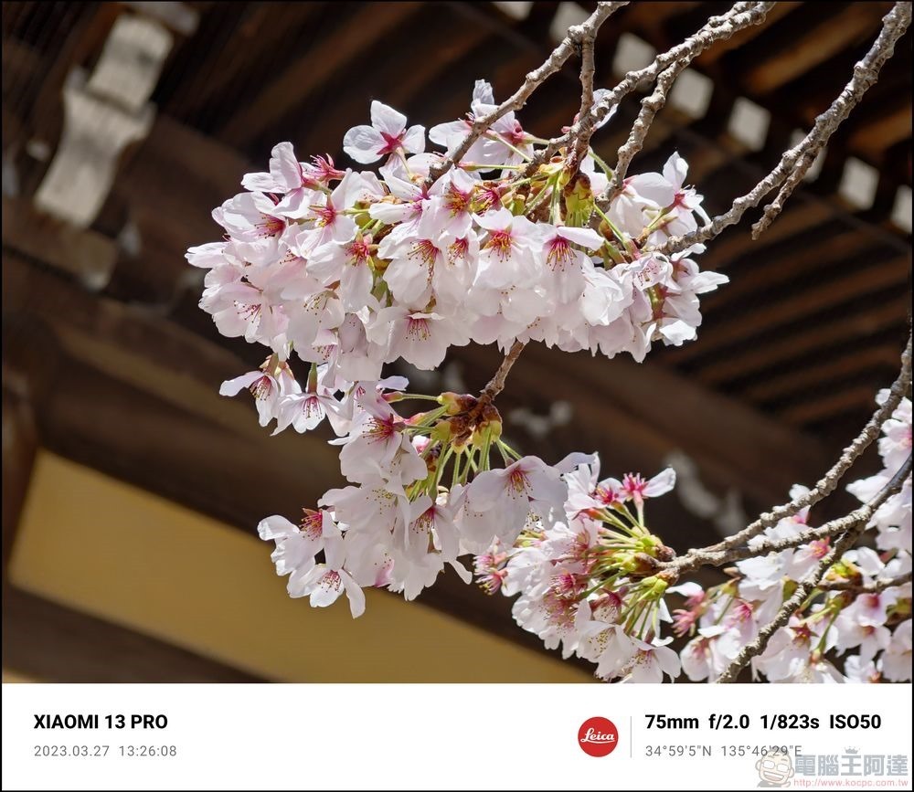 Xiaomi 13 Pro 櫻花拍攝樣張 - 36 Xiaomi 13 Pro 櫻花拍攝樣張 - 36
