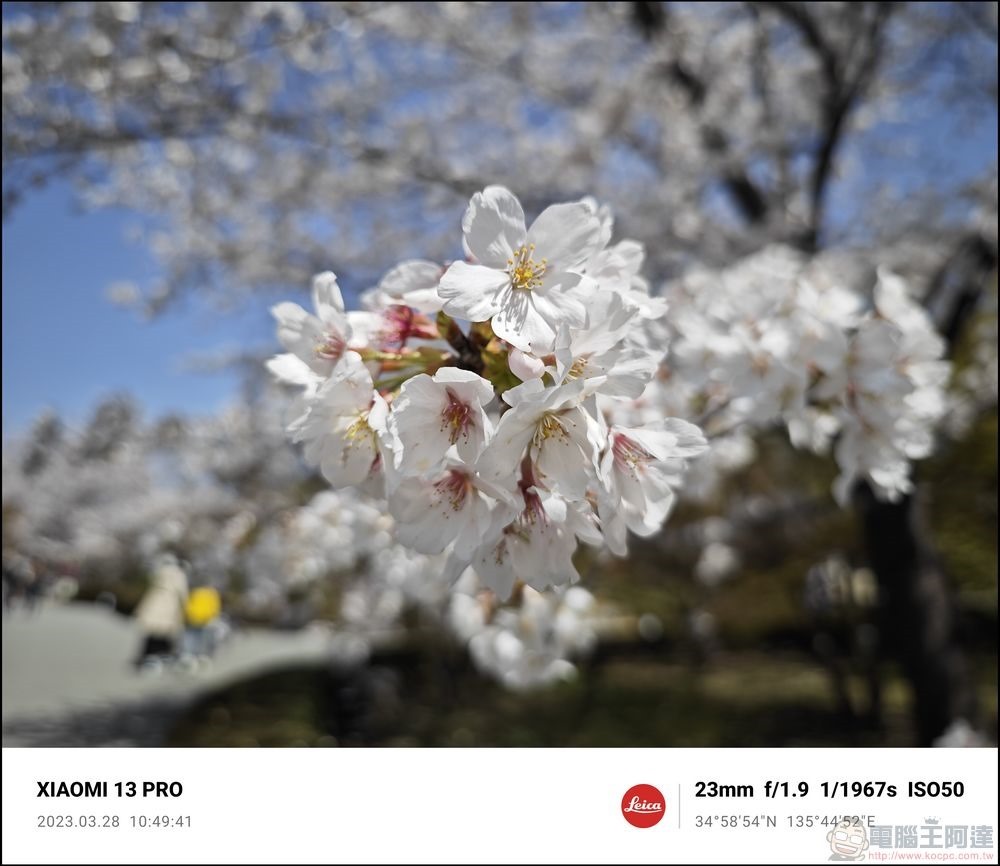 Xiaomi 13 Pro 櫻花拍攝樣張 - 44 Xiaomi 13 Pro 櫻花拍攝樣張 - 44