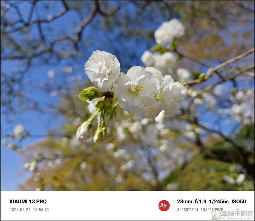 Xiaomi 13 Pro 櫻花拍攝樣張 - 47 Xiaomi 13 Pro 櫻花拍攝樣張 - 47
