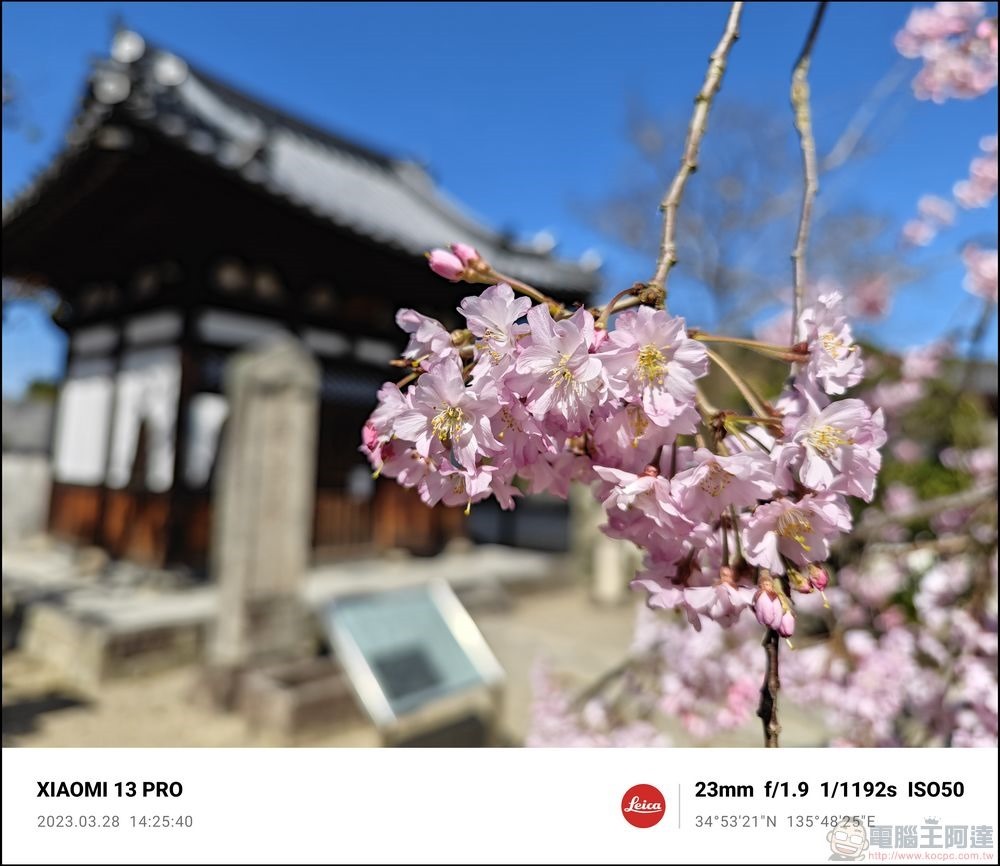 Xiaomi 13 Pro 櫻花拍攝樣張 - 48 Xiaomi 13 Pro 櫻花拍攝樣張 - 48