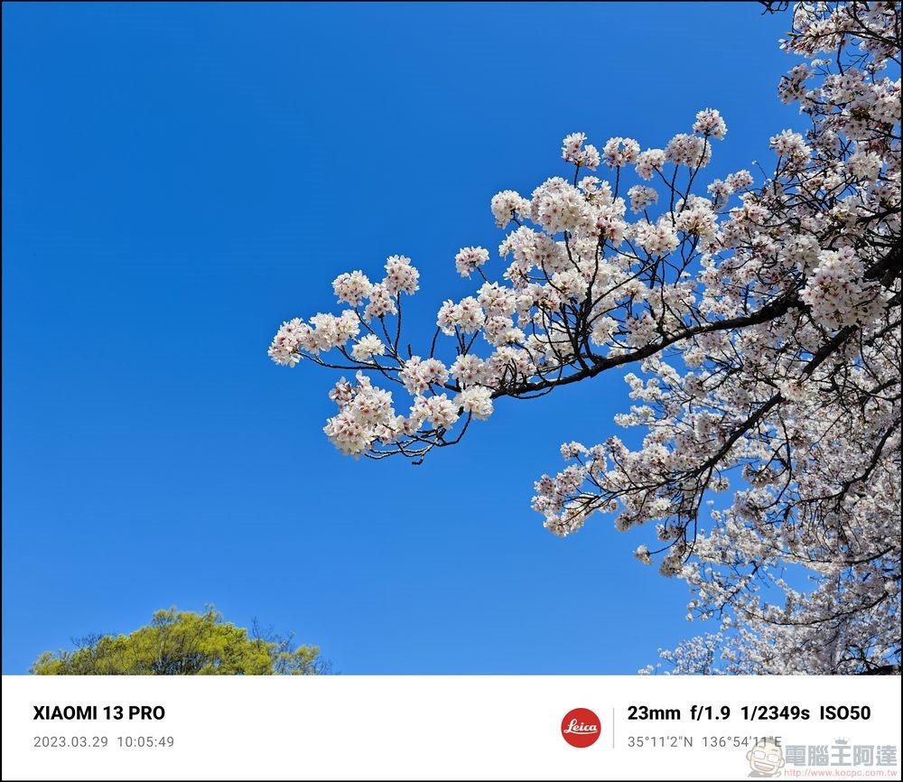 Xiaomi 13 Pro 櫻花拍攝樣張 - 49 Xiaomi 13 Pro 櫻花拍攝樣張 - 49