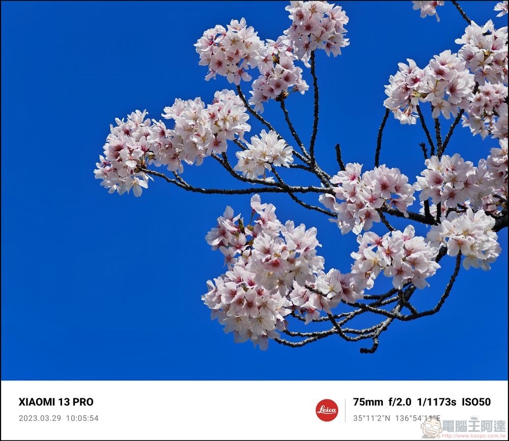 Xiaomi 13 Pro 櫻花拍攝樣張 - 50 Xiaomi 13 Pro 櫻花拍攝樣張 - 50