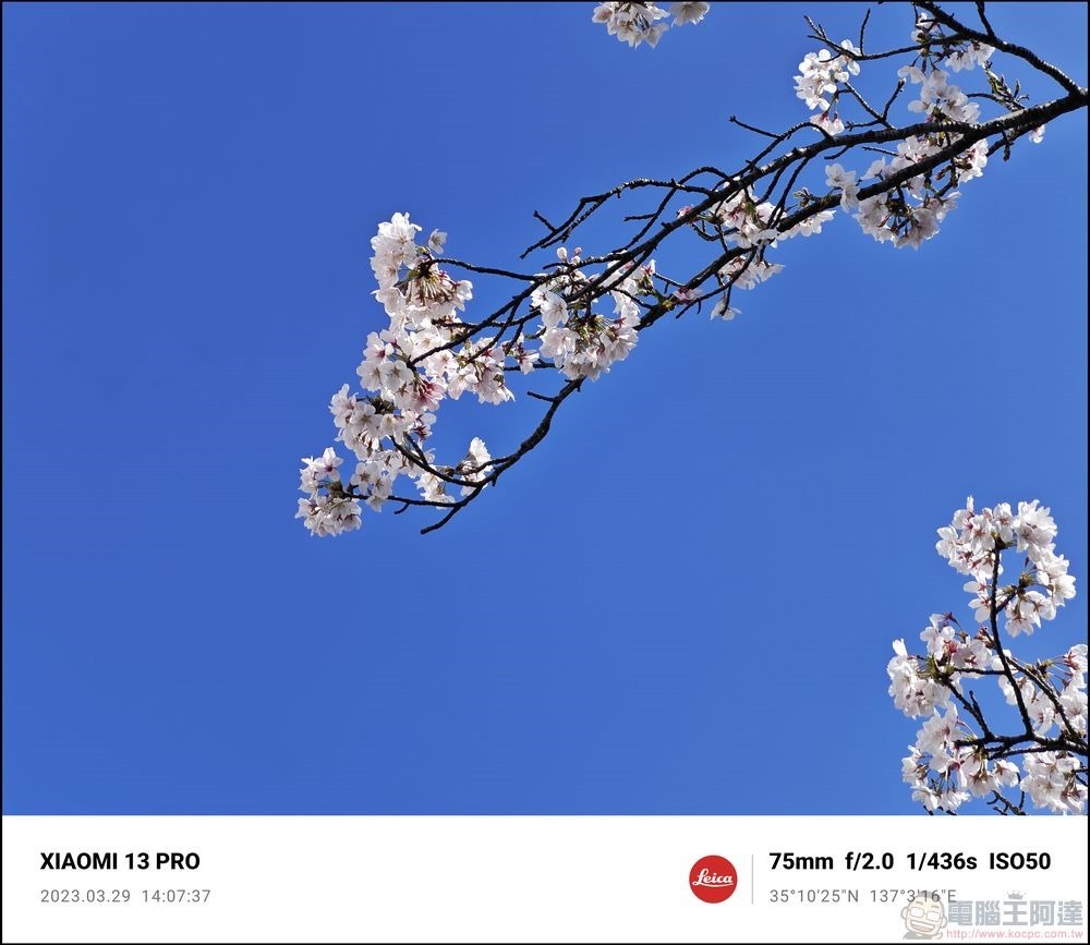 Xiaomi 13 Pro 櫻花拍攝樣張 - 56 Xiaomi 13 Pro 櫻花拍攝樣張 - 56
