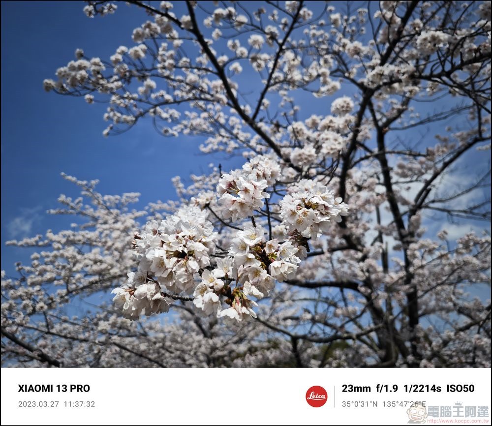 Xiaomi 13 Pro 櫻花拍攝樣張 - 11 Xiaomi 13 Pro 櫻花拍攝樣張 - 11