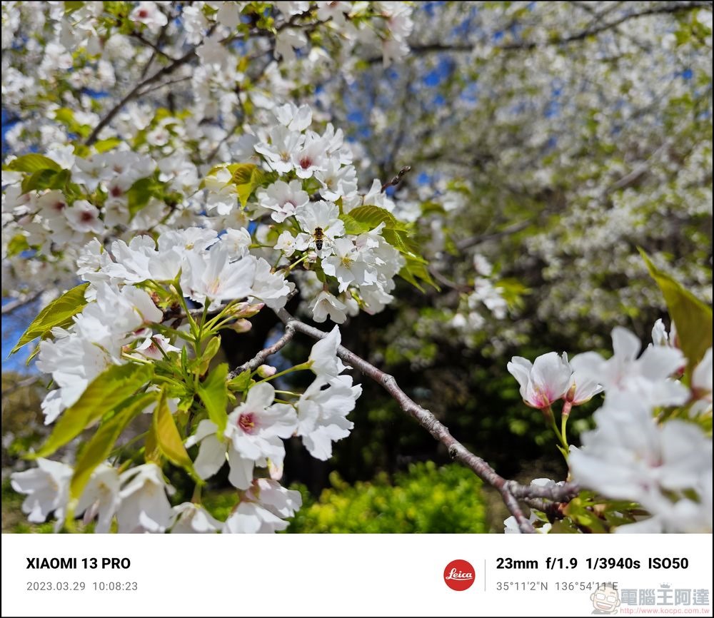 Xiaomi 13 Pro 櫻花拍攝樣張 - 51 Xiaomi 13 Pro 櫻花拍攝樣張 - 51