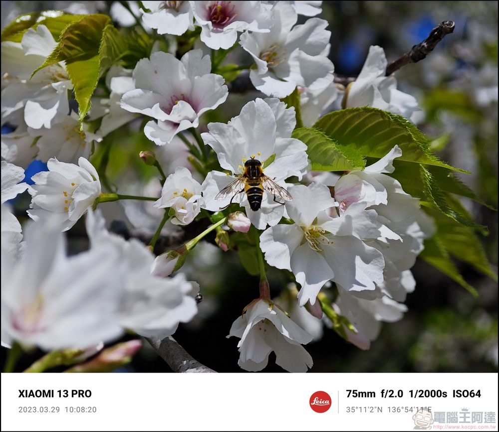 Xiaomi 13 Pro 櫻花拍攝樣張 - 52 Xiaomi 13 Pro 櫻花拍攝樣張 - 52