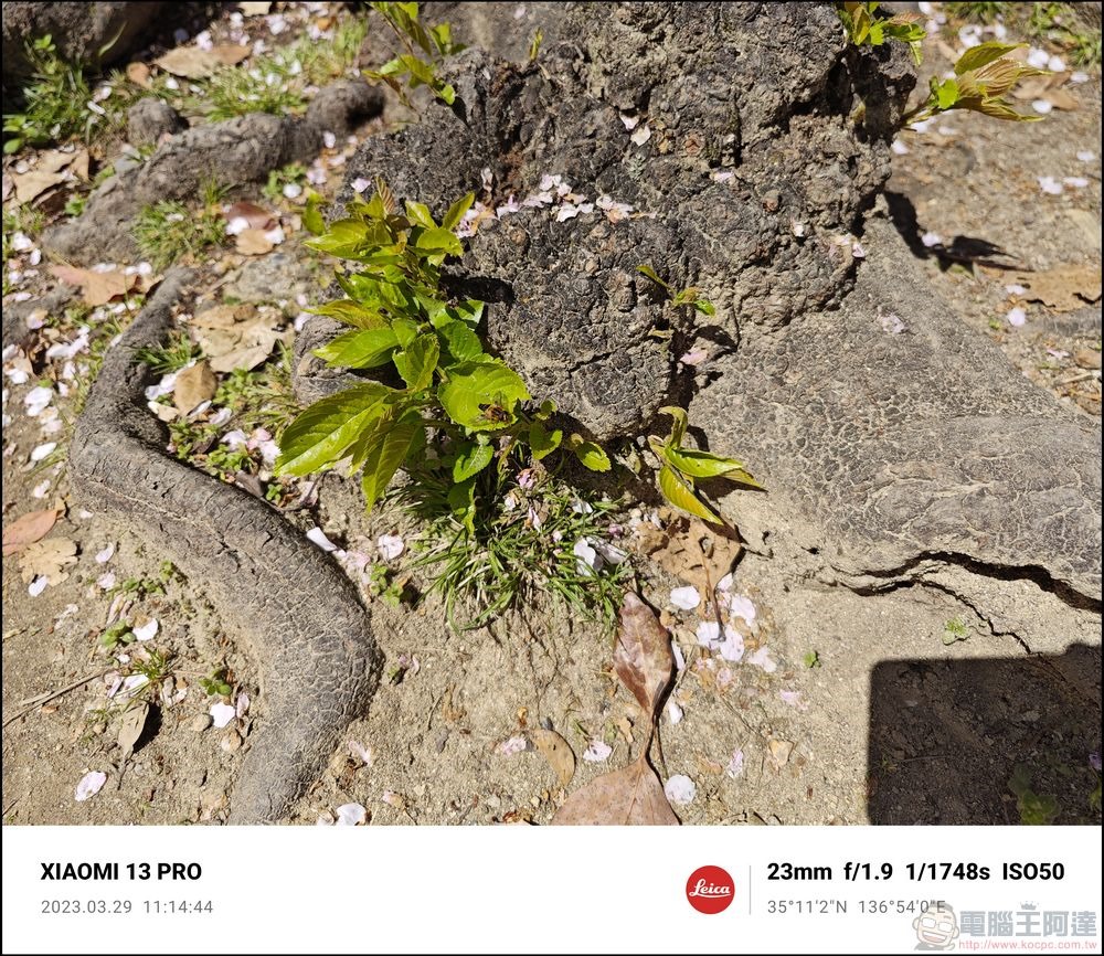 Xiaomi 13 Pro 櫻花拍攝樣張 - 53 Xiaomi 13 Pro 櫻花拍攝樣張 - 53