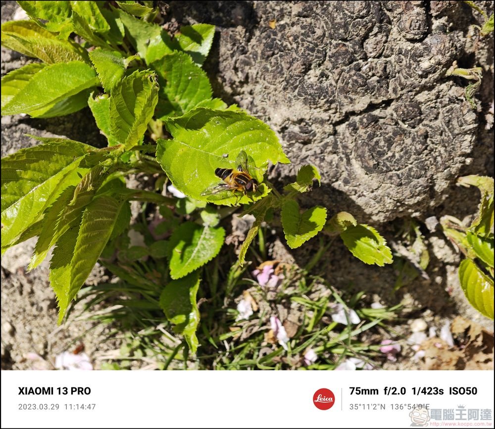 Xiaomi 13 Pro 櫻花拍攝樣張 - 54 Xiaomi 13 Pro 櫻花拍攝樣張 - 54