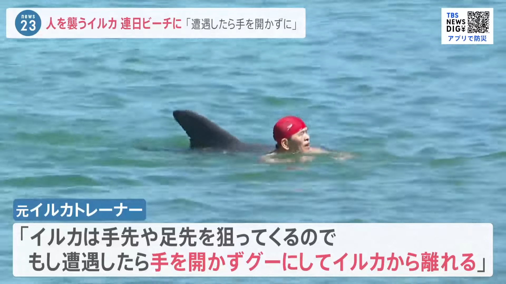 日本海水浴場發生六件野生海豚襲擊人類的事件?原因可能是貪玩或太熱情? - 電腦王阿達 日本海水浴場發生六件野生海豚襲擊人類的事件?原因可能是貪玩或太熱情? - 電腦王阿達