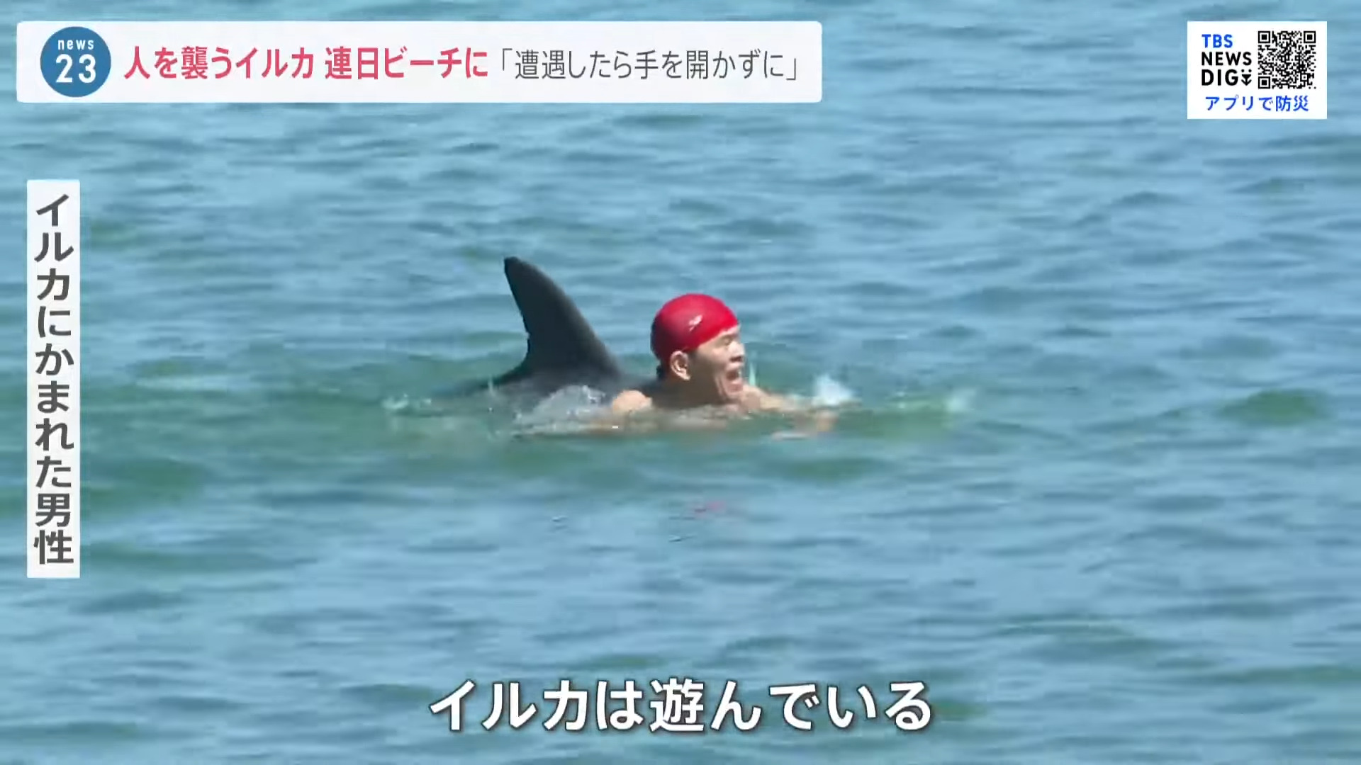 日本海水浴場發生六件野生海豚襲擊人類的事件？原因可能是貪玩或太熱情？ - 電腦王阿達