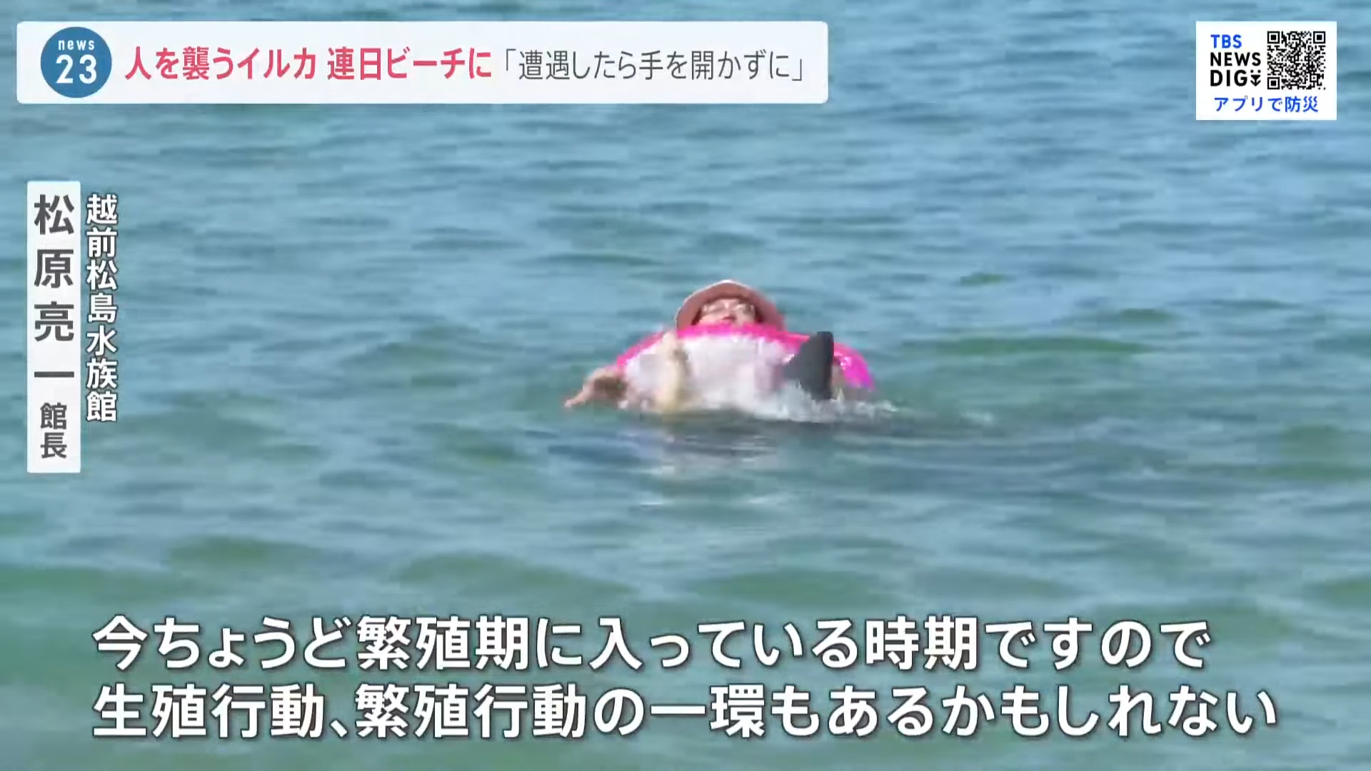日本海水浴場發生六件野生海豚襲擊人類的事件？原因可能是貪玩或太熱情？ - 電腦王阿達