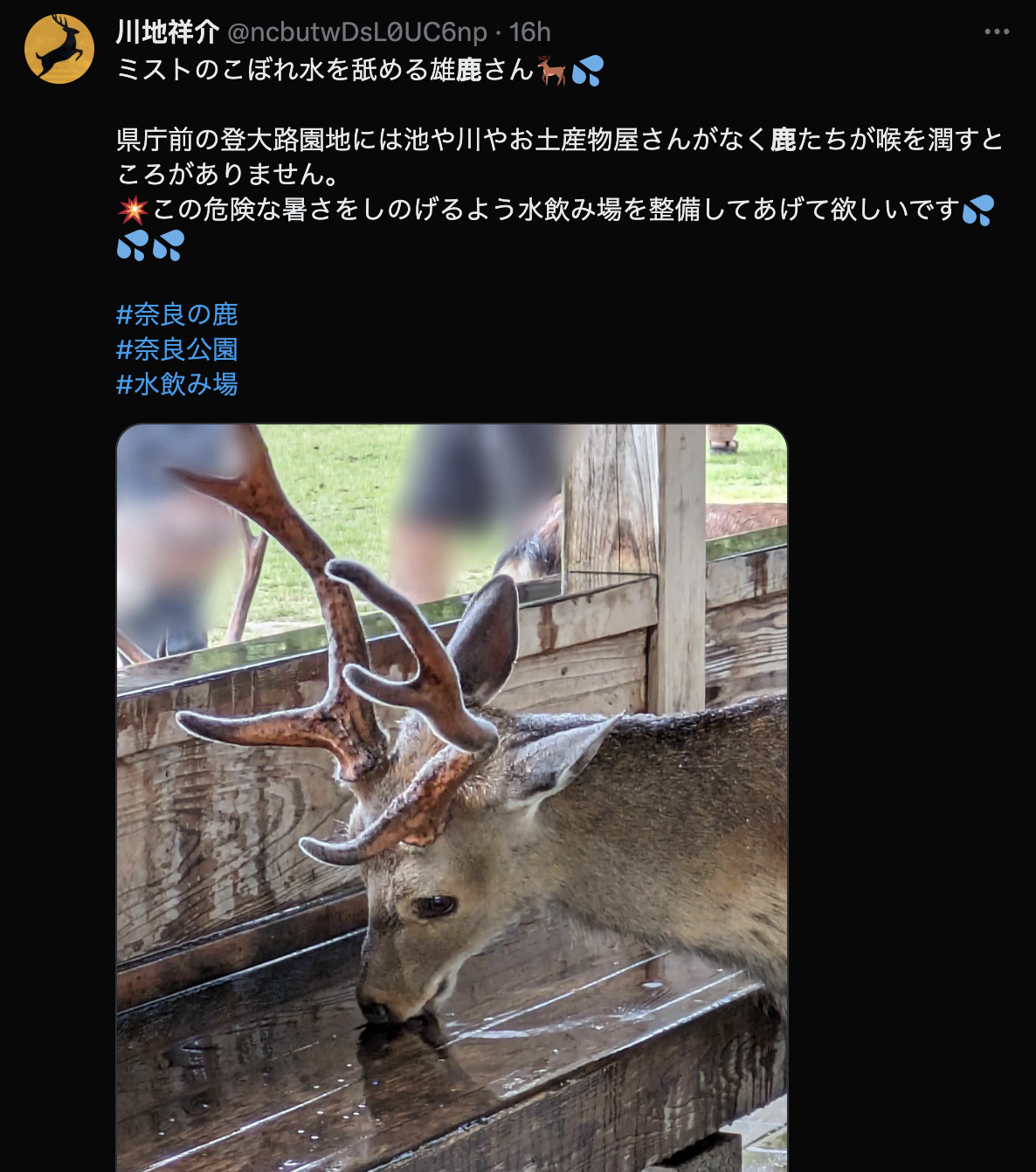 近期日本雨季頻發奈良的鹿躲雨可愛模樣引起討論！ - 電腦王阿達